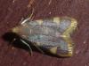 Hypsopygia costalis